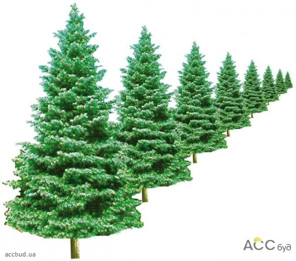 Линейная перспектива (Фото: С. Семенов)